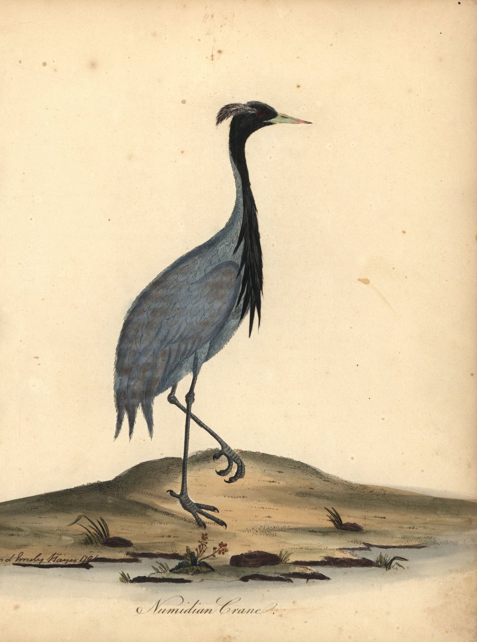 Mademoiselle grue, Anthropoides virgo (Grue numidienne, Ardea virgo). Gravure à la main en couleur d