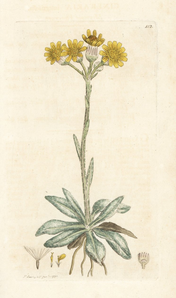 Séneçon des montagnes, Tephroseris integrifolia. Gravure à la main par James Sowerby de l
