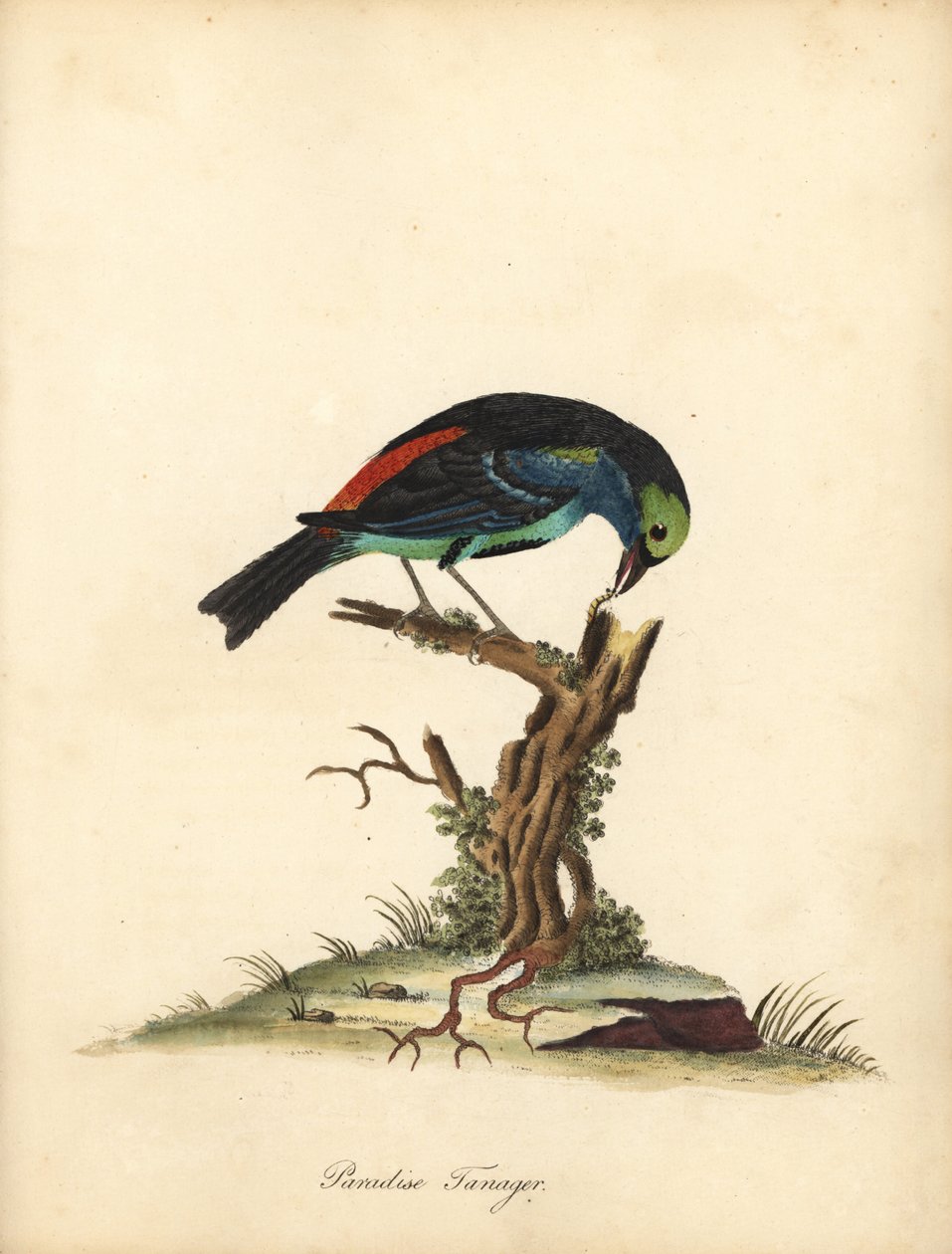 Tangara à sept couleurs, Tangara chilensis - William Hayes