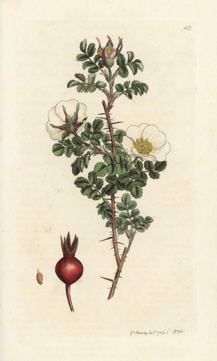 Rosier épineux, Rosa spinosissima - William Hayes