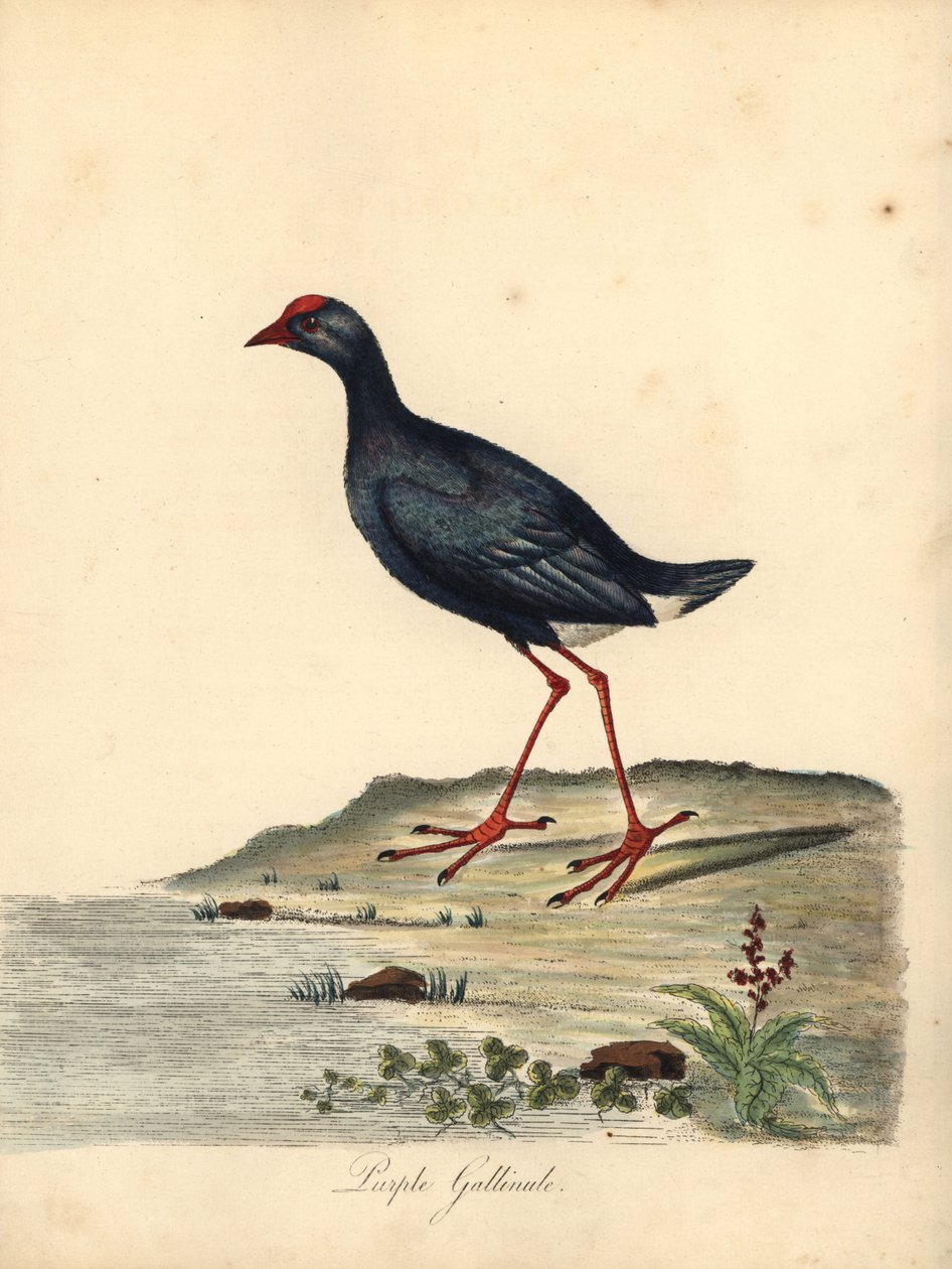 Talève sultane, Porphyrio porphyrio - William Hayes