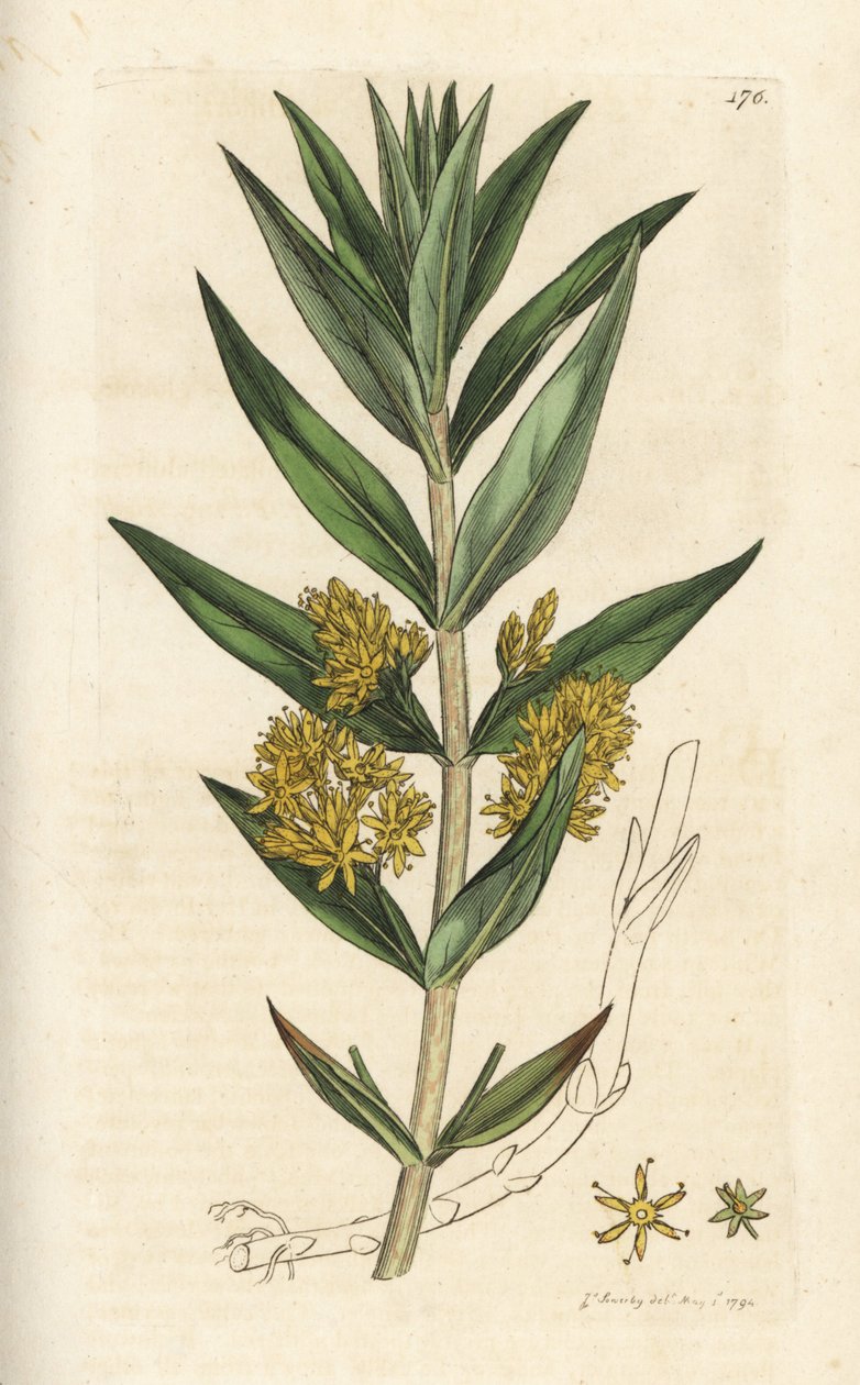 Lysimaque en thyrse, Lysimachia thyrsiflora. Gravure à la main en cuivre par James Sowerby de l