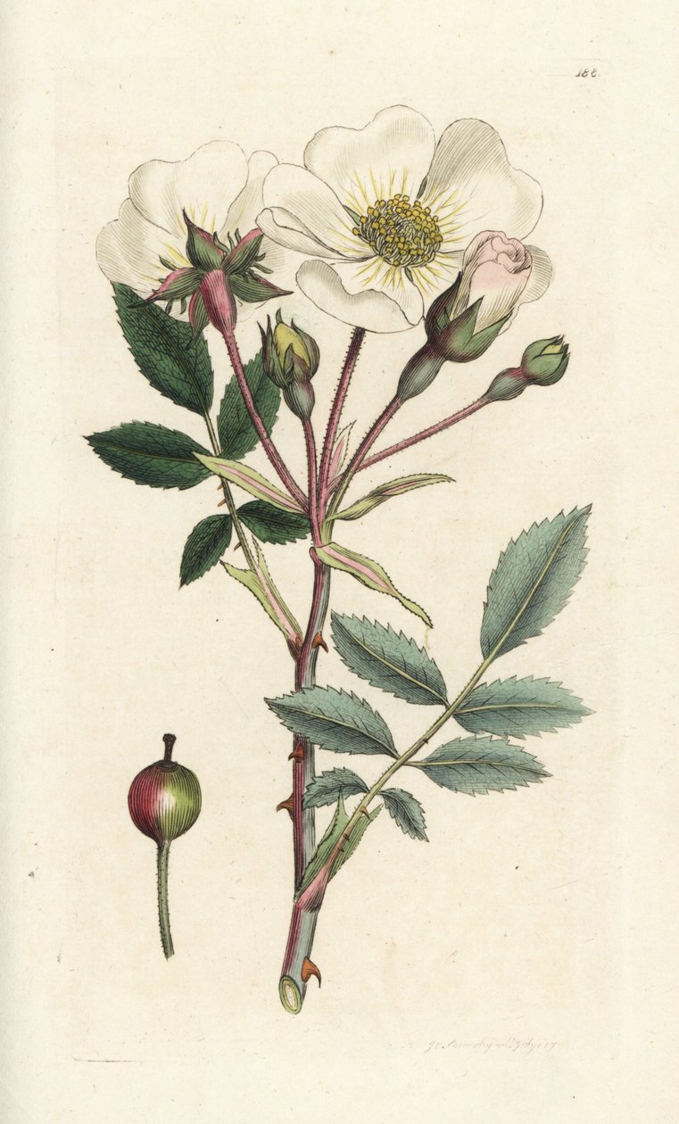 Églantier blanc, Rosa arvensis. Gravure sur cuivre coloriée à la main par James Sowerby de 