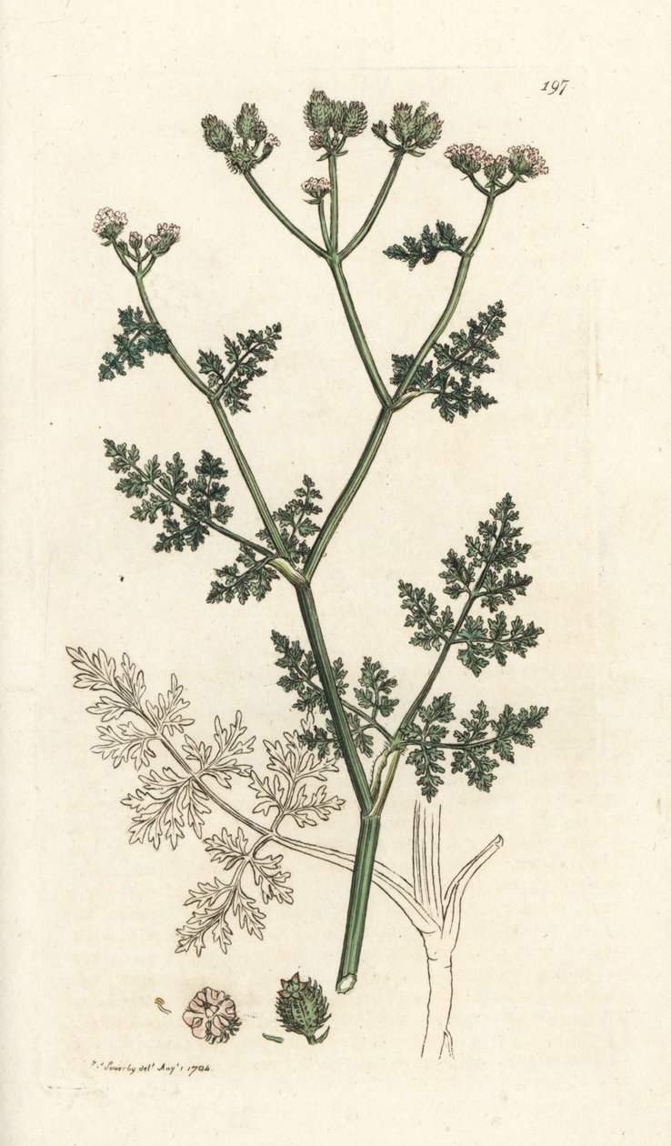 Fleur de dentelle blanche, Orlaya grandiflora (Caucalis daucoides). Gravure à la main en cuivre par James Sowerby de l