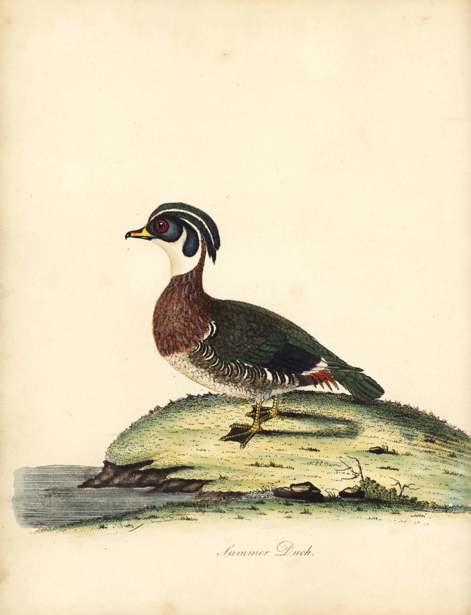 Canard branchu, Aix sponsa. Gravure à la main d