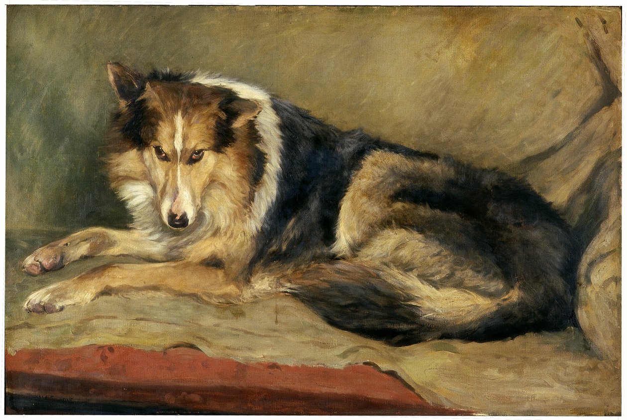 Chien de berger écossais - William Henry Charlton