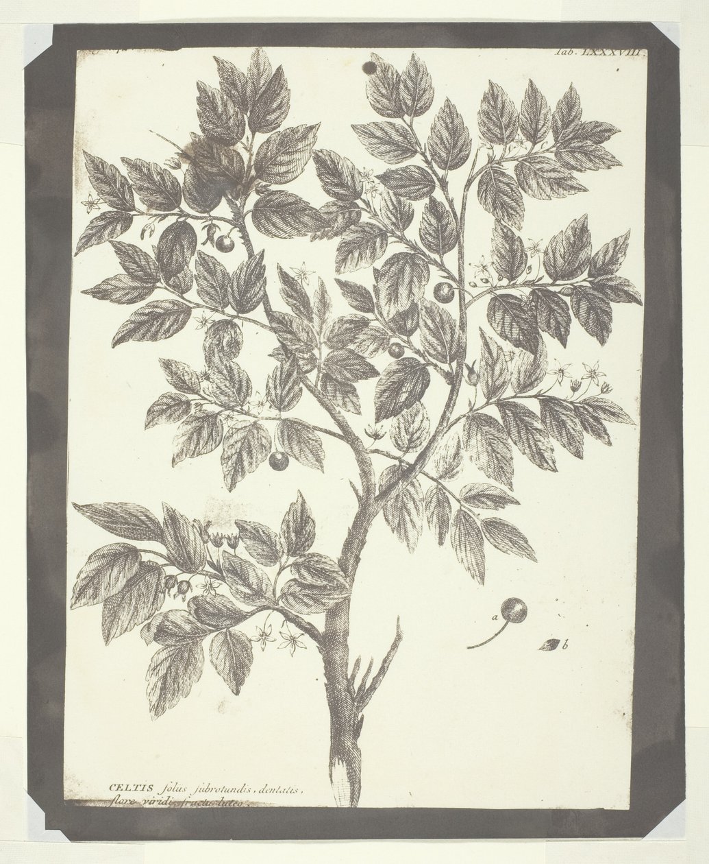 Copie de gravure botanique de "Celtis" - William Henry Fox Talbot