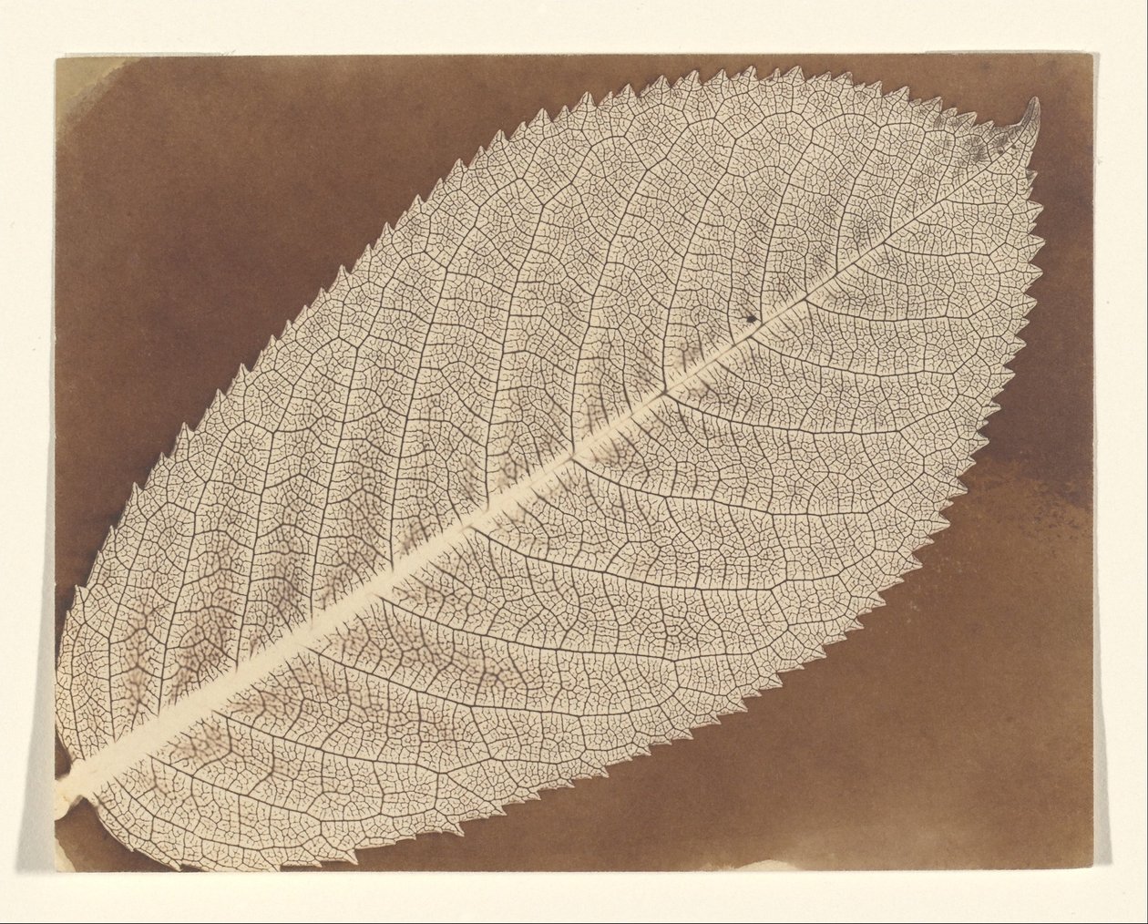 [Feuille] - William Henry Fox Talbot