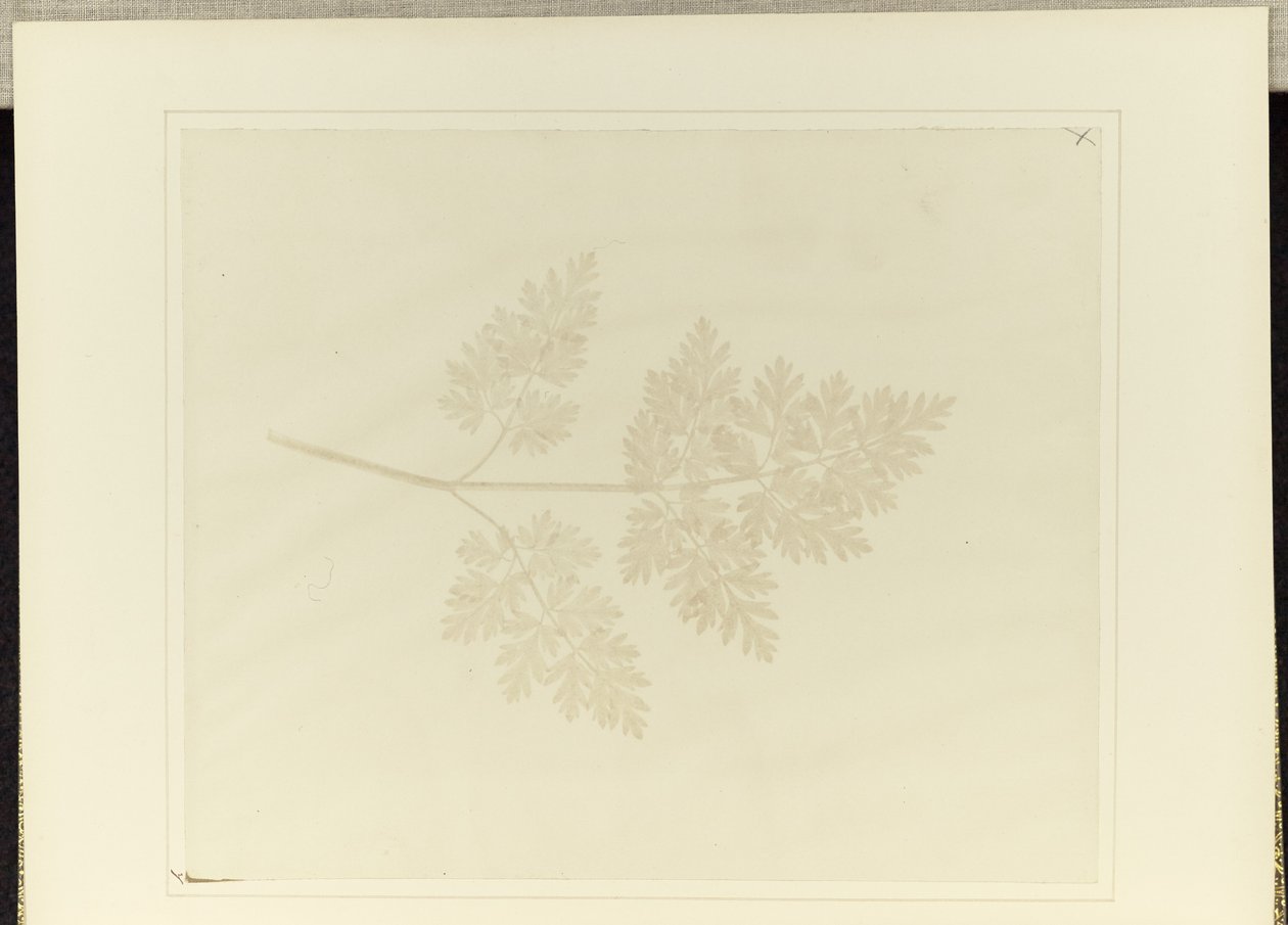 Feuille d