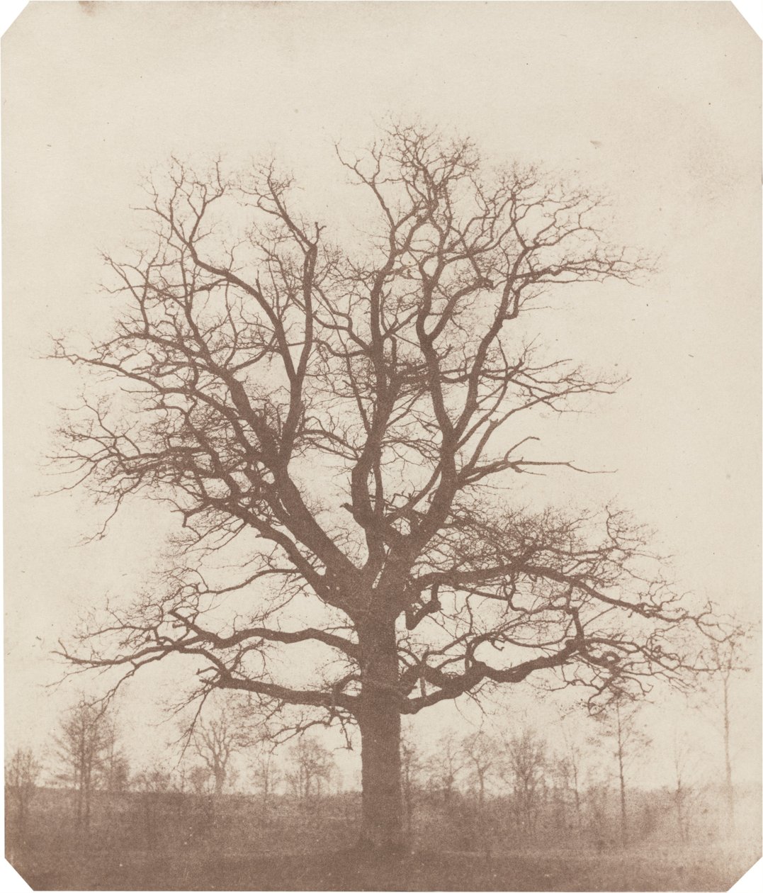 Chêne - William Henry Fox Talbot