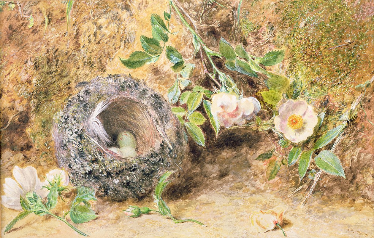 Nature Morte avec Nid de Pinson - William Henry Hunt