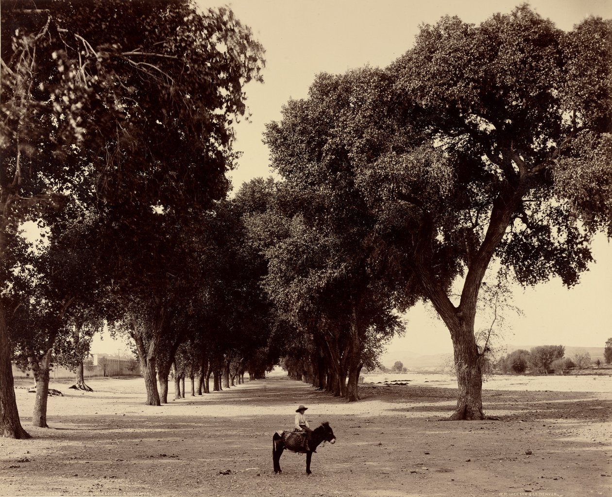 [Calle de Guadeloupe, Chihuahua, Mexico] - William Henry Jackson