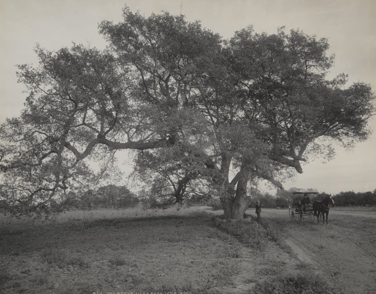 Oak Grove, près de Pasadena, en Californie - William Henry Jackson