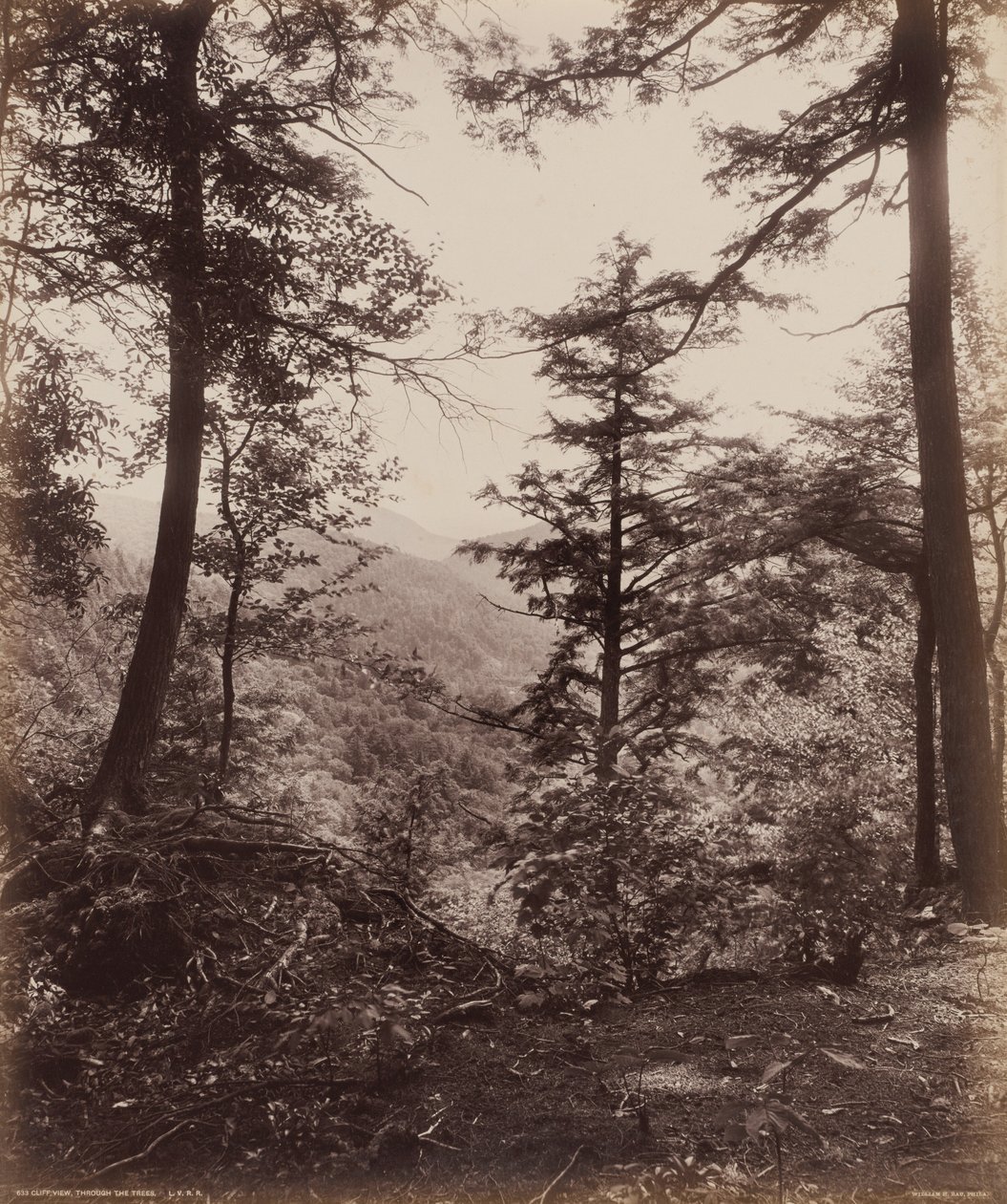 Vue de la falaise, à travers les arbres, vers 1895 (photo) 1895 (photo) - William Herman Rau