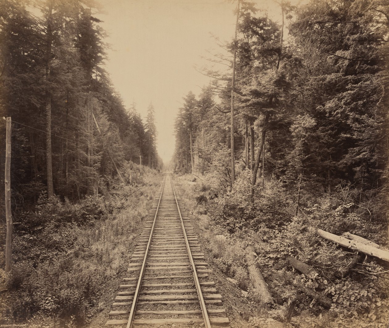 Forêt de la Ciguë, c. 1895 (photo) - William Herman Rau