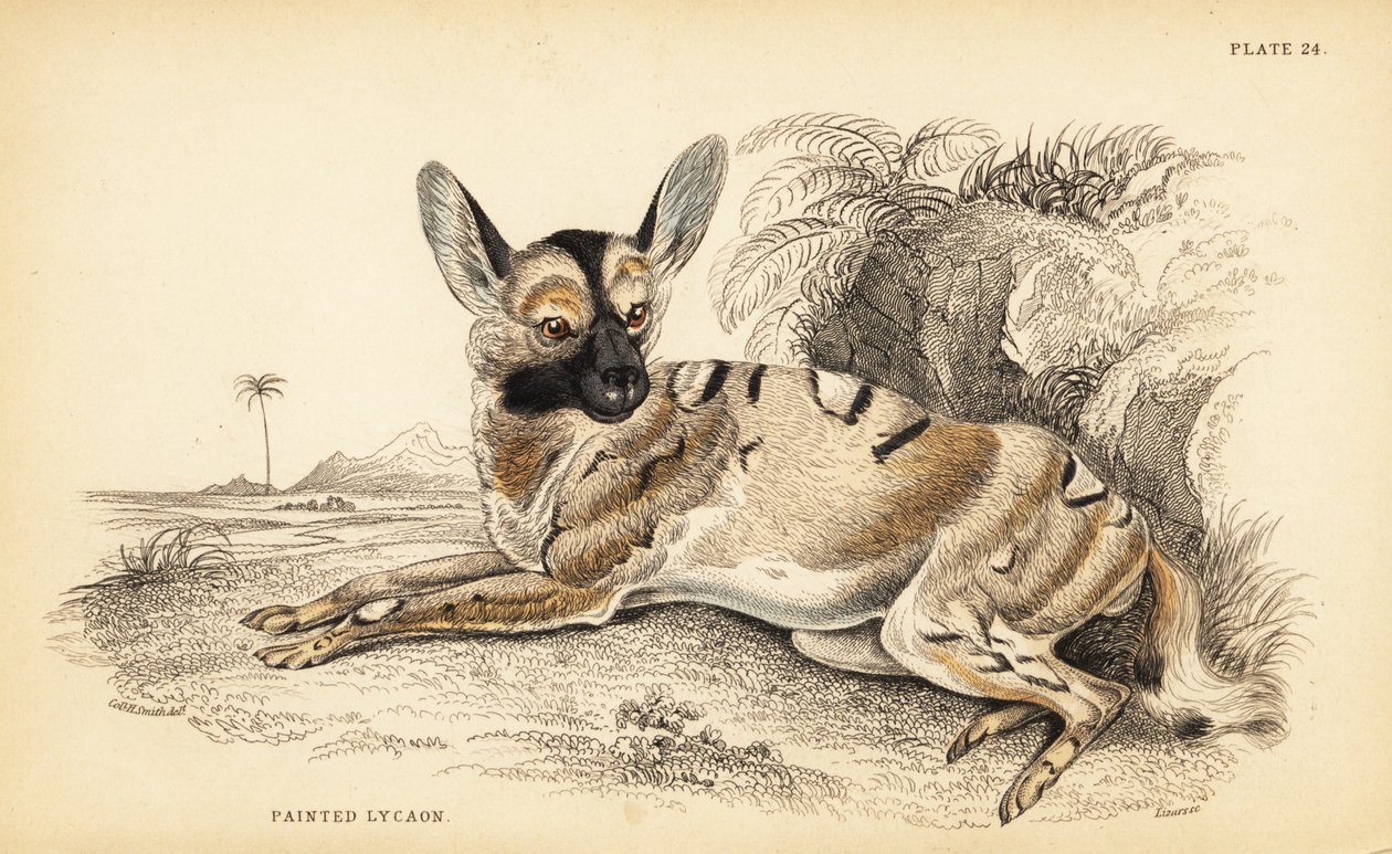Lycaon, Lycaon pictus, en danger - William Home Lizars