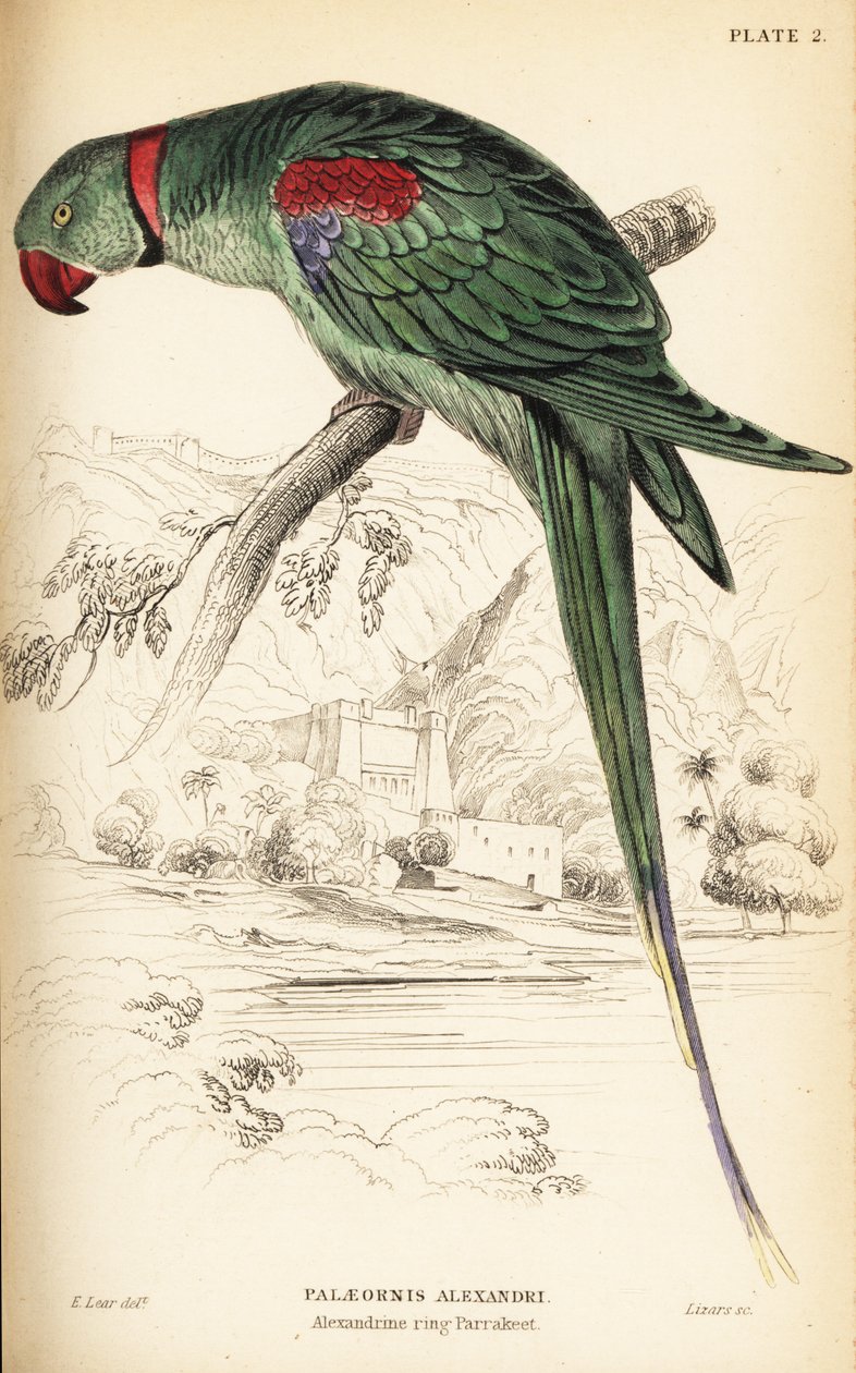Perruche alexandrine ou perroquet alexandrin, Psittacula eupatria - William Home Lizars