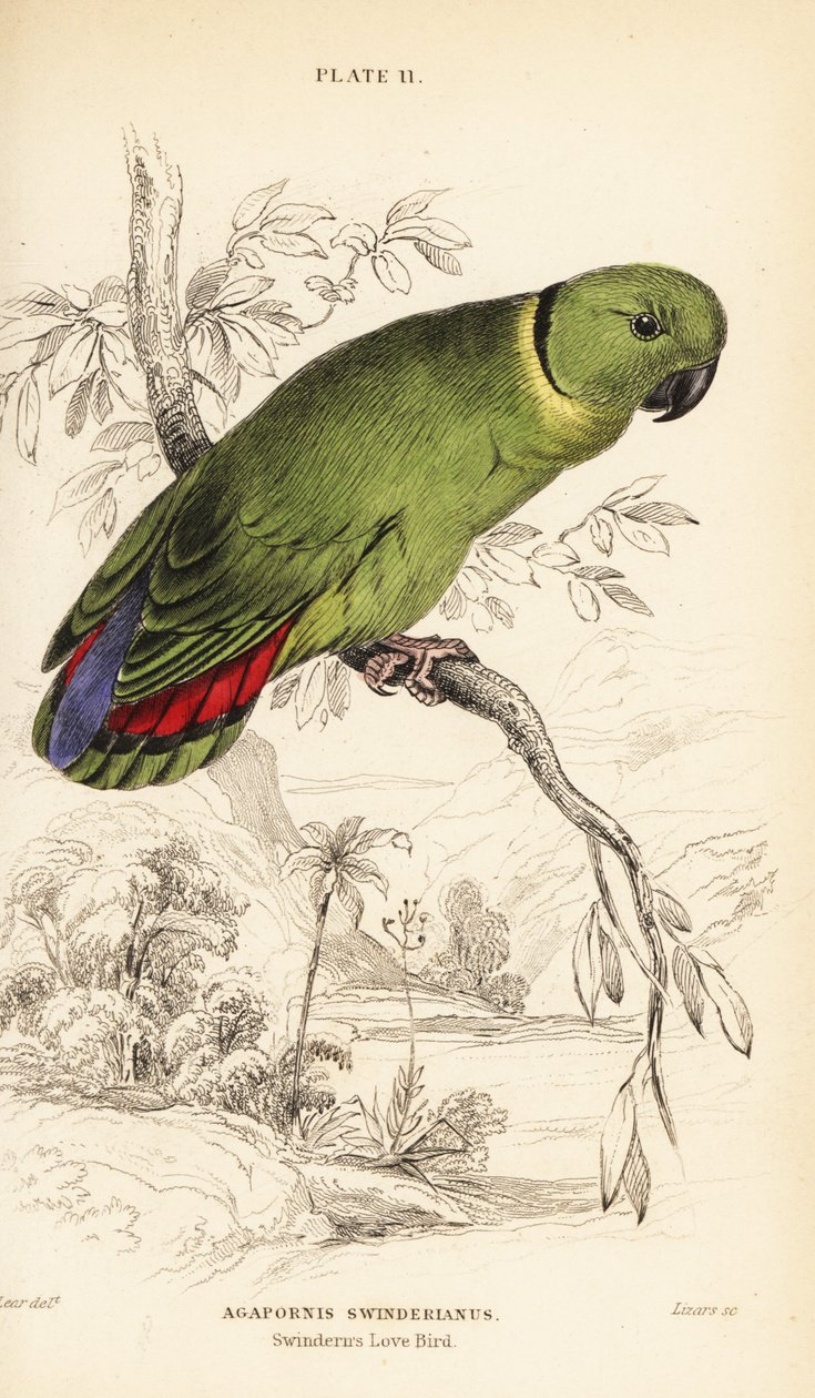 Inséparable à collier noir, Agapornis swindernianus - William Home Lizars
