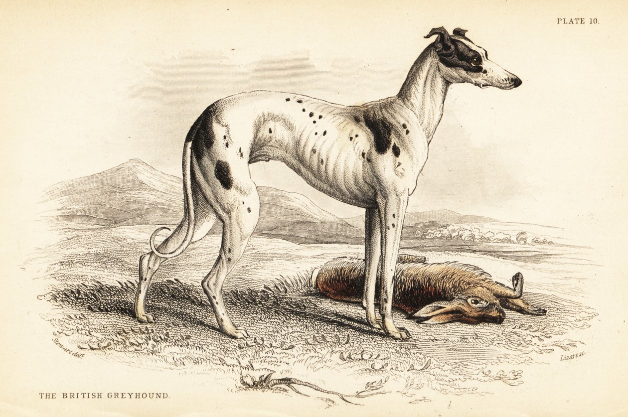 Lévrier britannique, Canis lupus familiaris (Canis leporarius) - William Home Lizars