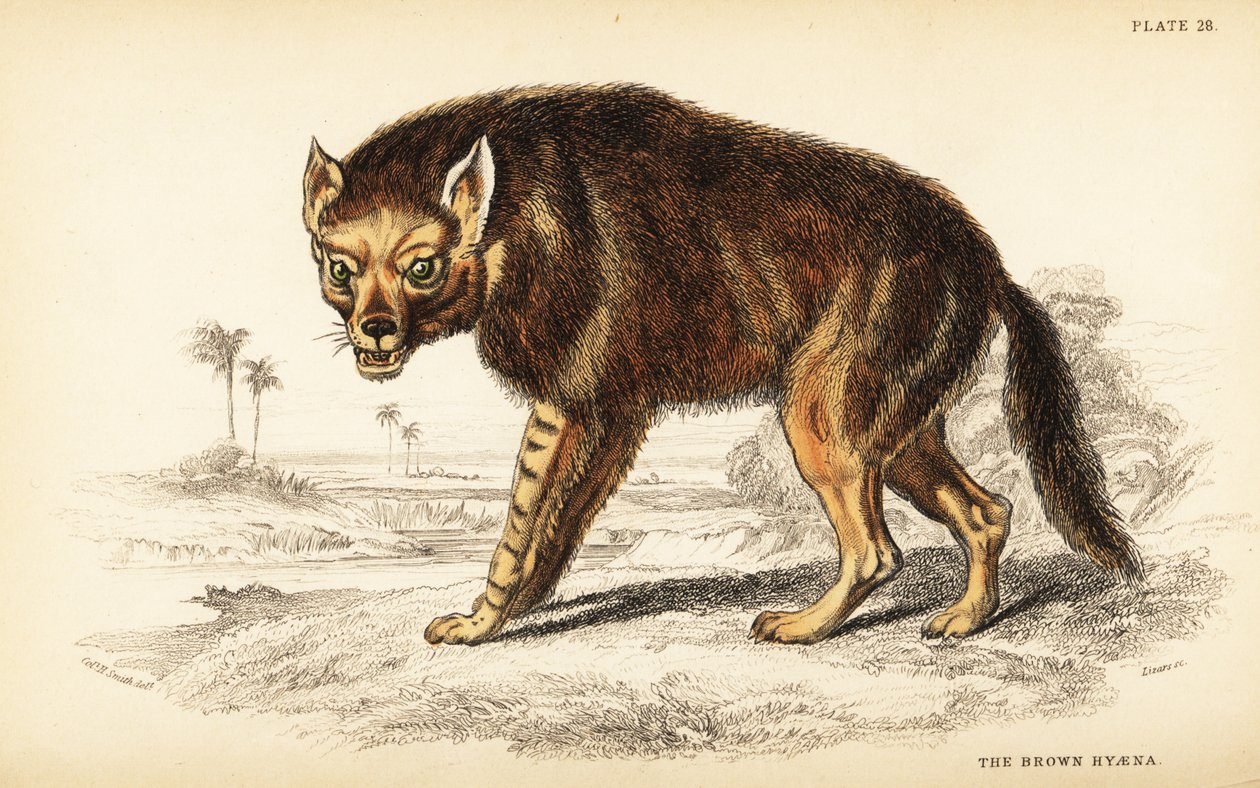 Hyène brune ou loup de mer, Hyaena brunnea (Hyaena fusca) - William Home Lizars