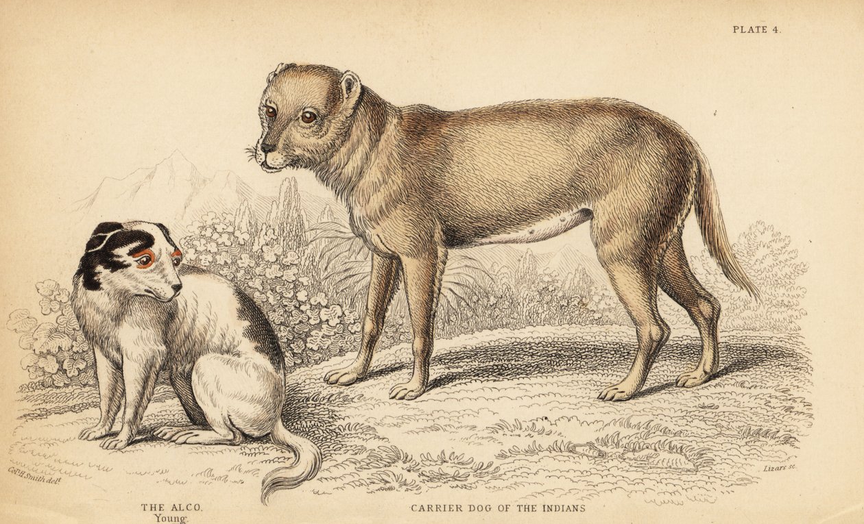 Chien porteur des Indiens ou Techichi du Mexique, ancêtre du chihuahua, Canis lupus familiaris, et un jeune chien Alco, Yzi-cuinte potzotli au Mexique, Canis lupus familiaris (Canis alco) - William Home Lizars
