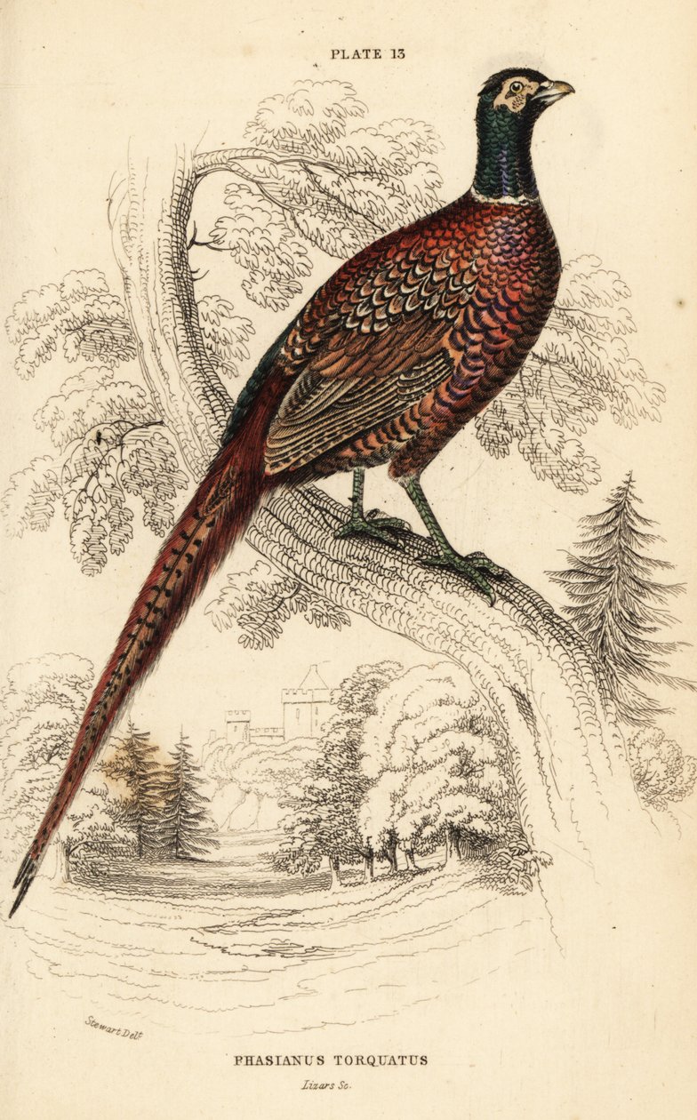 Faisan commun (à collier), Phasianus colchicus torquatus (Phasianus torquatus) - William Home Lizars