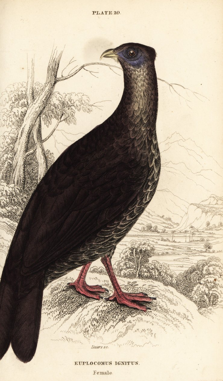 Faisan lophophore, Lophura ignita, femelle (Le coq de Macartney, Euplocomus ignitus) - William Home Lizars