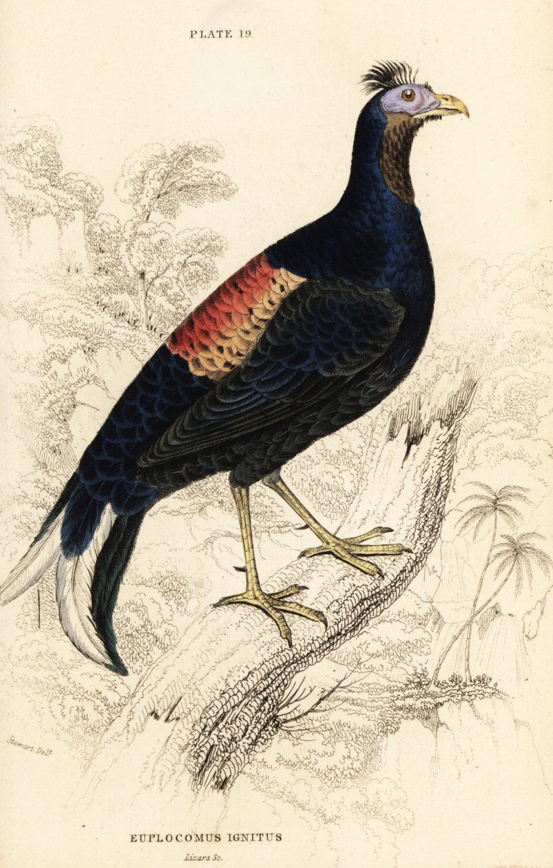 Lophure ignée, mâle (Le coq de Macartney, Euplocomus ignitus) - William Home Lizars