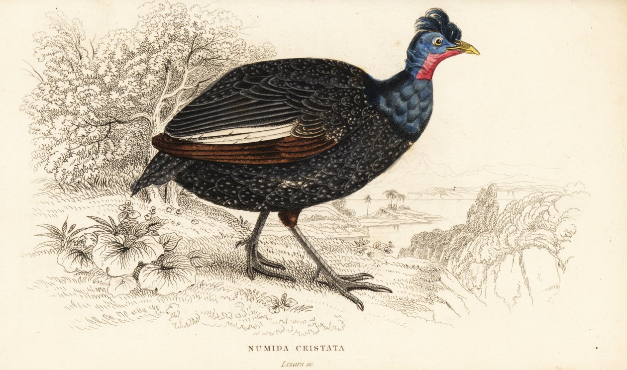 Pintade huppée, Guttera pucherani (Numida cristata) - William Home Lizars
