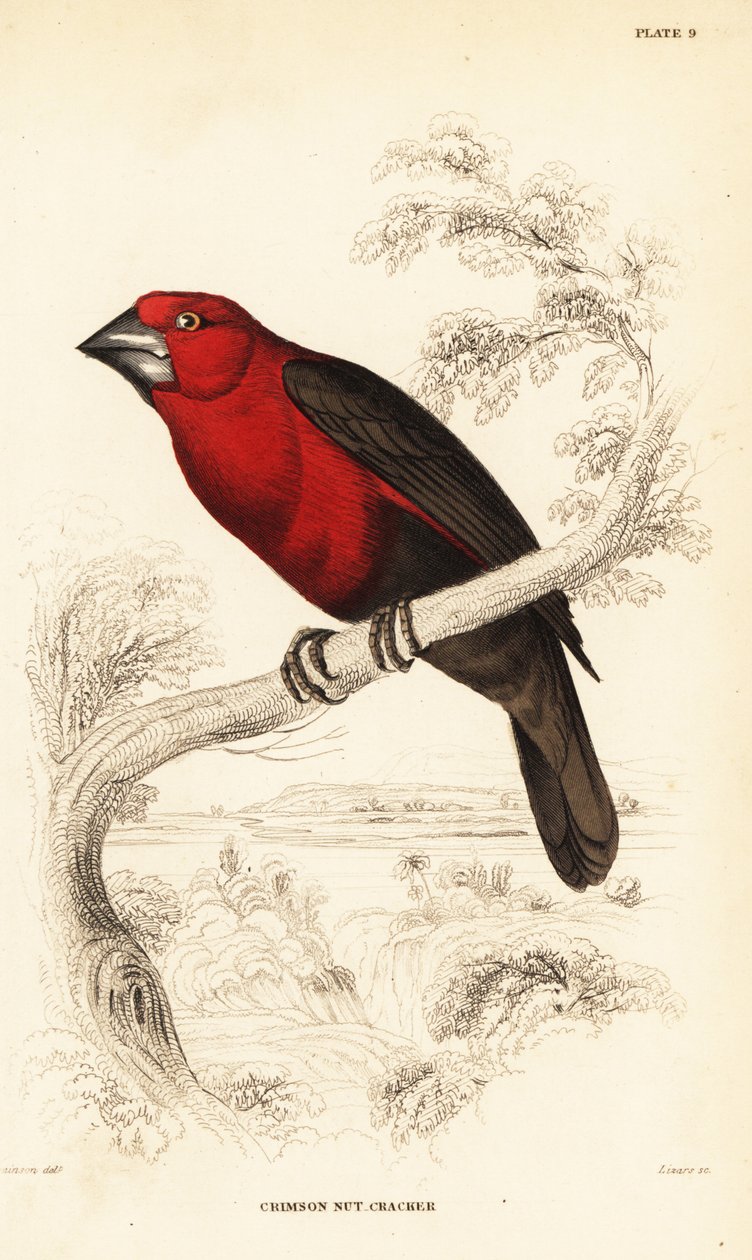 Casseur de graines cramoisi, Pyrenestes sanguineus sanguineus (Casseur de noix cramoisi, Pirenestes sanguineus) - William Home Lizars