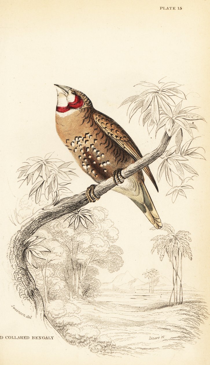 Diamant à bavette, Amadina fasciata - William Home Lizars