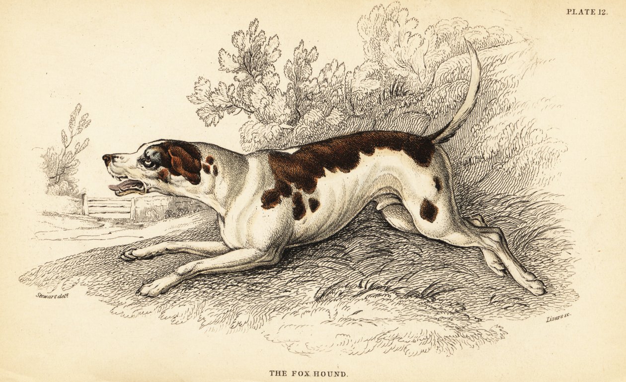 Chien de chasse, Canis lupus familiaris - William Home Lizars