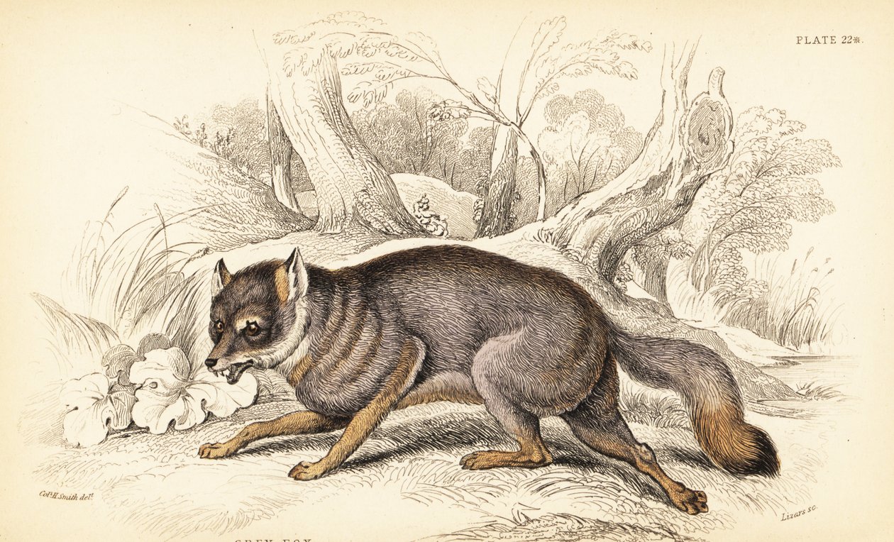 Renard gris, Urocyon cinereoargenteus (Vulpes cinereus) - William Home Lizars
