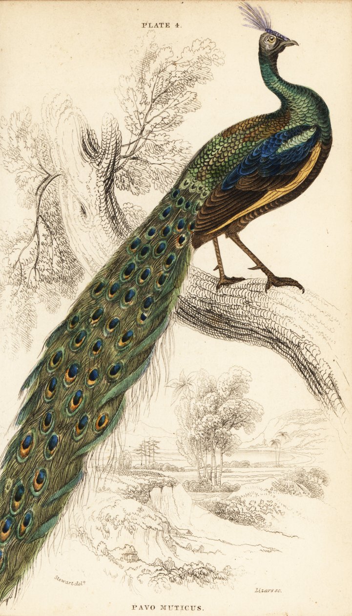 Paon vert, Pavo muticus - William Home Lizars