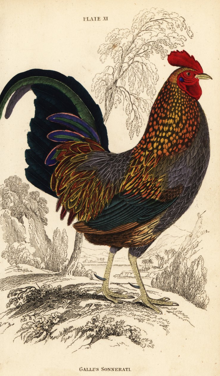 Coq de Sonnerat, Gallus sonneratii (Gallus sonnerati) - William Home Lizars