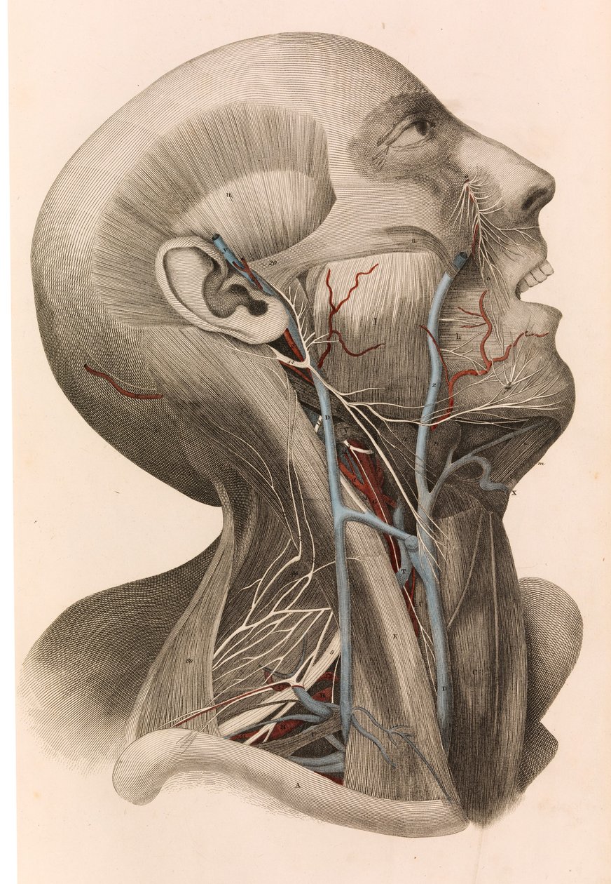 Muscles et circulation de la tête et du cou, 1822-26 - William Home Lizars