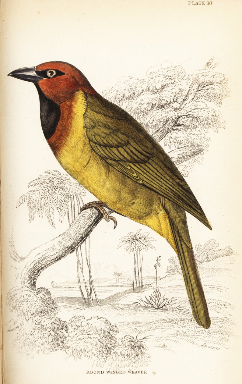Tisserin à nuque olive ou tisserin à ailes rondes, Ploceus brachypterus - William Home Lizars