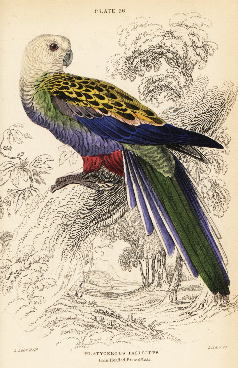 Perruche à tête pâle (palliceps), Platycercus adscitus palliceps - William Home Lizars