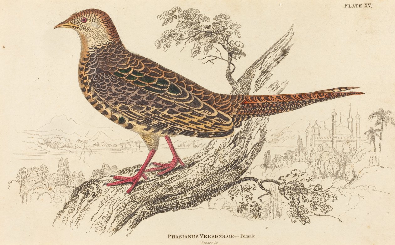 Phasianus Versicolor - Femelle - William Home Lizars
