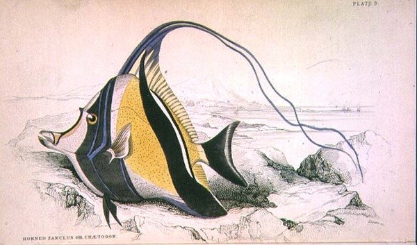 Planche 9 Zanchus cornu ou Chaetodon gravé par l