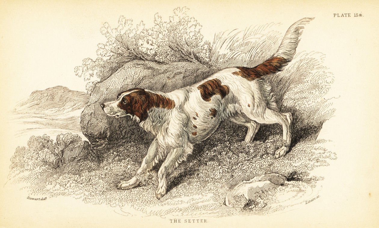 Setter, Canis lupus familiaris (Canis index) - William Home Lizars
