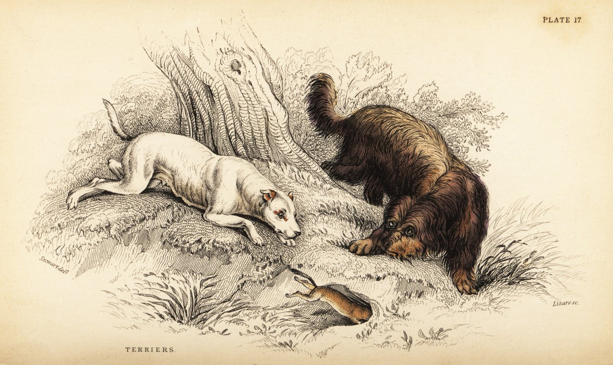 Terrier à poil lisse et terrier écossais ou à poil dur, Canis lupus familiaris (Canis terrarius) - William Home Lizars