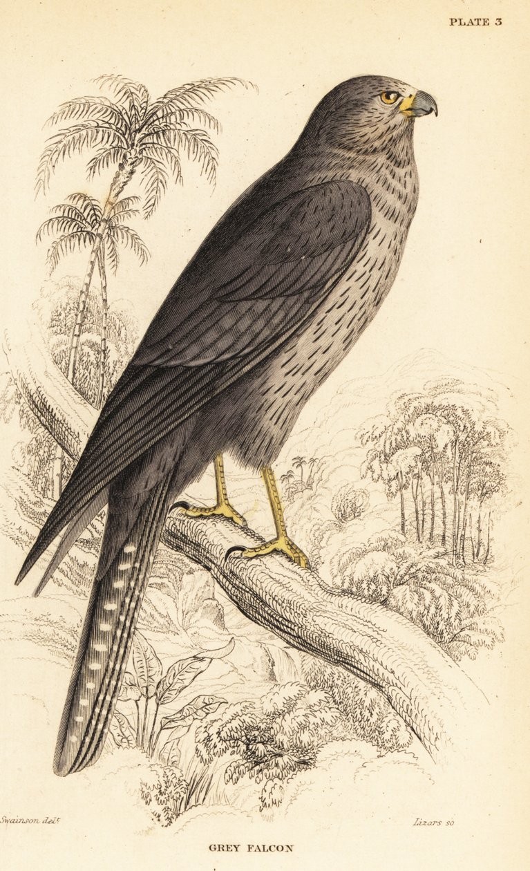 Faucon concolore, Falco concolor - William Home Lizars