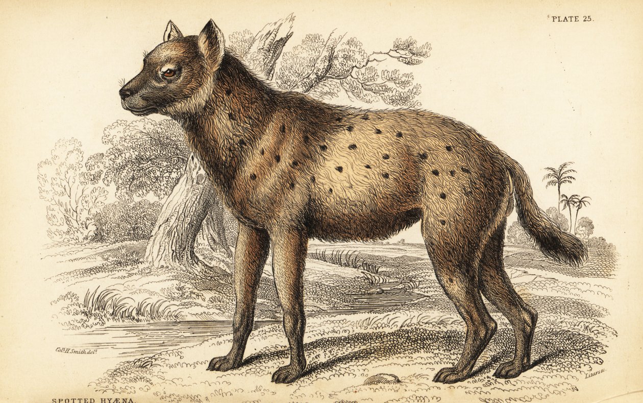 Hyène tachetée ou hyène rieuse, Crocuta crocuta (Hyaena crocuta) - William Home Lizars