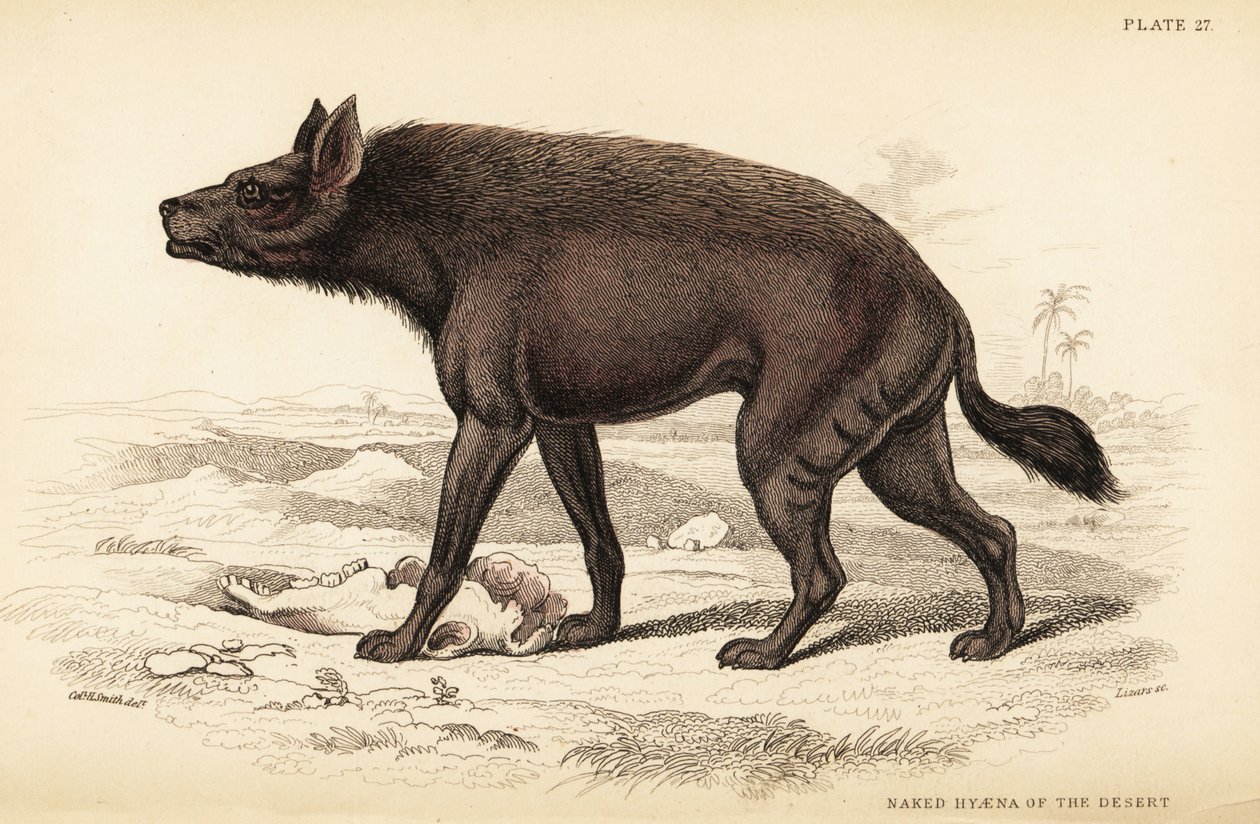 Hyène rayée, Hyaena hyaena (Hyène nue du désert, Hyaena vulgaris) - William Home Lizars