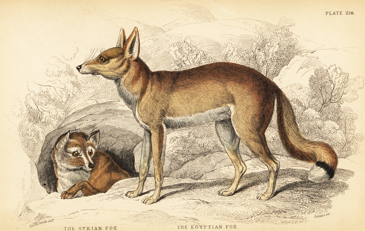 Renard syrien ou Taaleb, Vulpes thaleb (ou renard de Blanford, Vulpes cana?) et renard égyptien ou Sabora, Vulpes vulpes niloticus - William Home Lizars