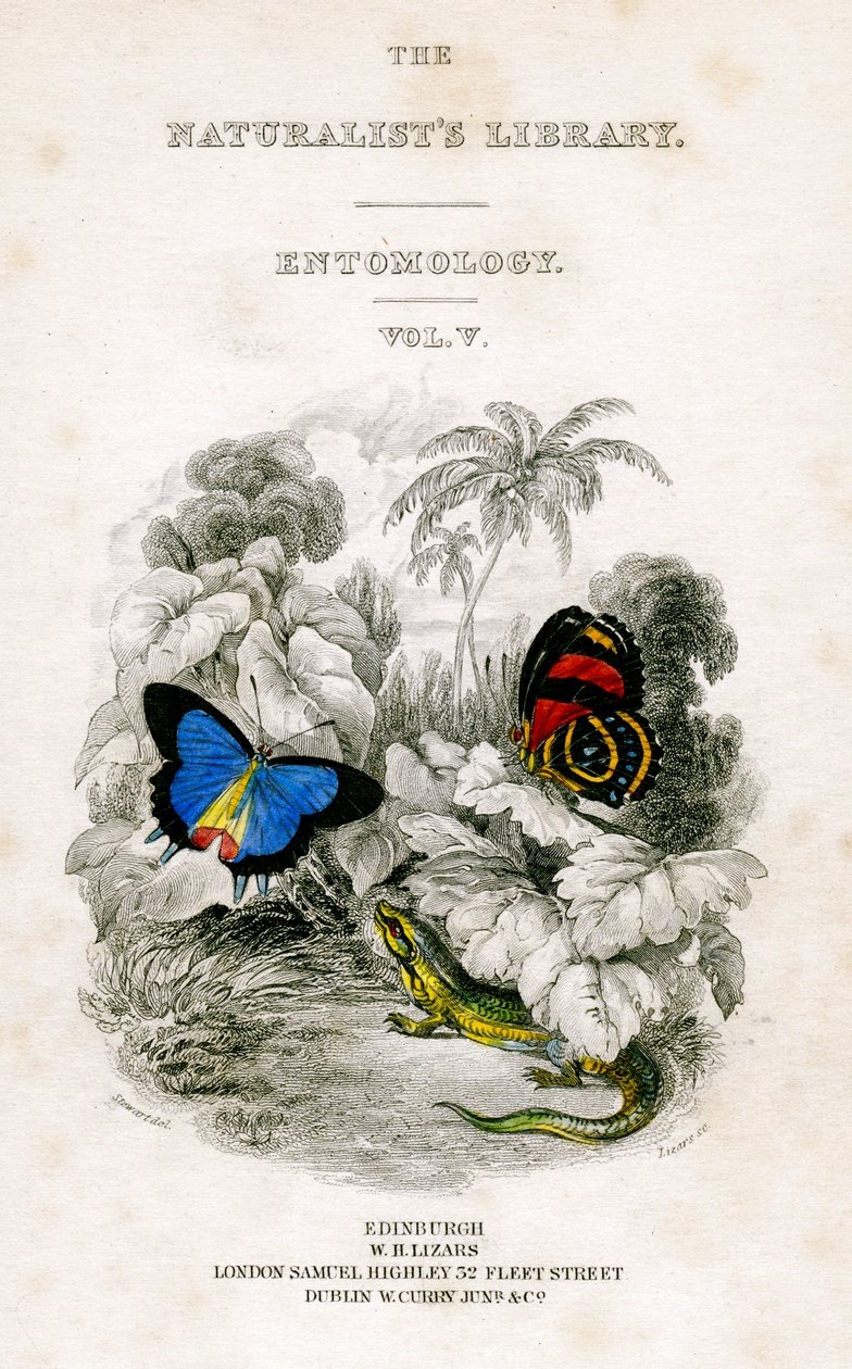 La bibliothèque des naturalistes, entomologie, vol V, papillons, vers 1833-1865 - William Home Lizars