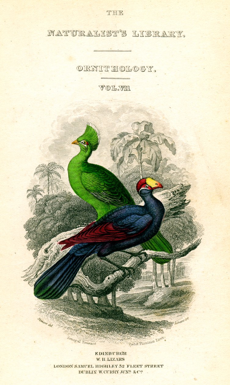La bibliothèque des naturalistes, ornithologie, Touraco du Sénégal, Mangeur de bananes violet, vers 1833-1865 - William Home Lizars