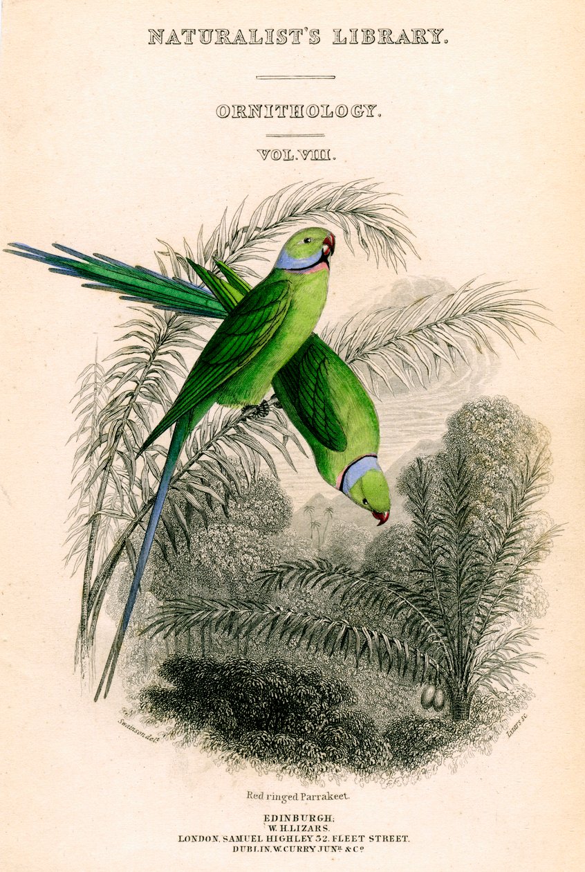La Bibliothèque des naturalistes, Ornithologie Vol VIII, Perruche à anneau rouge, vers 1833-1865 - William Home Lizars