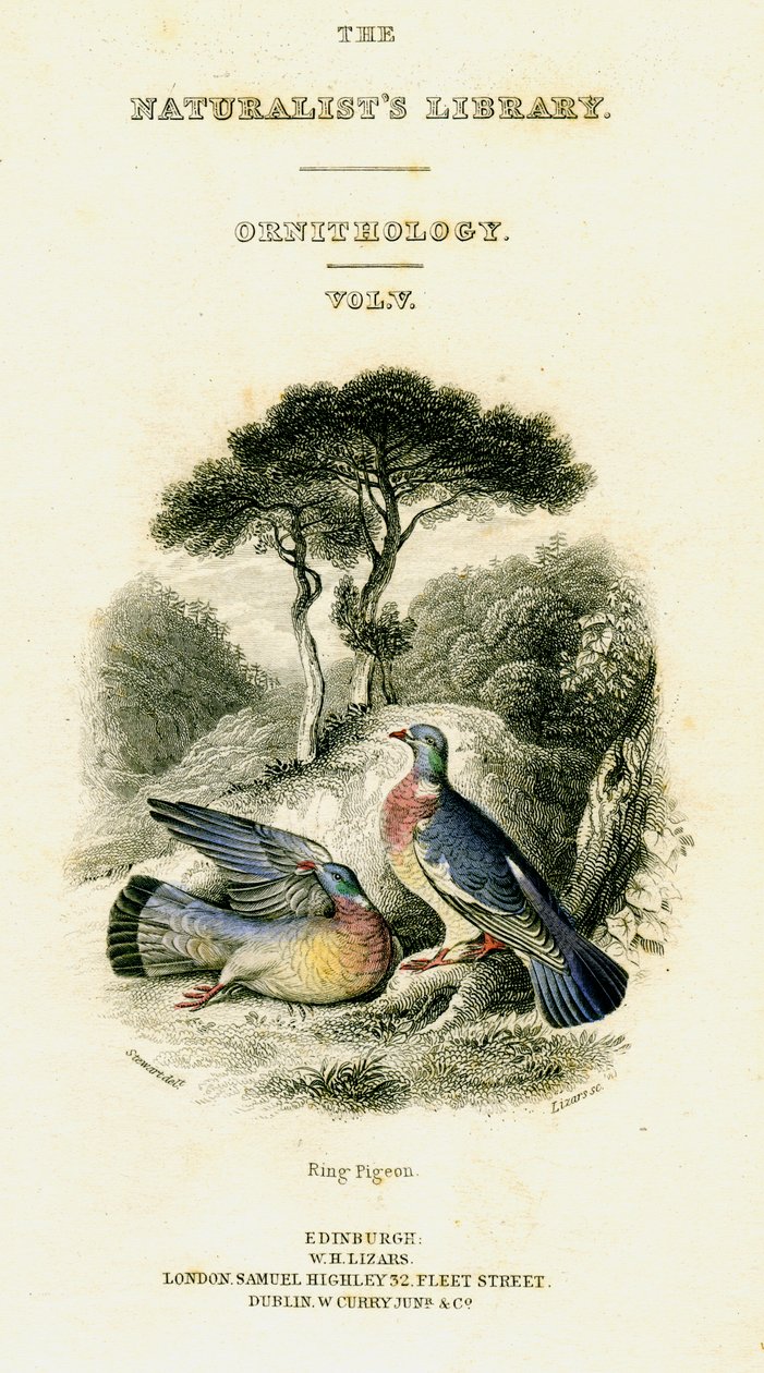La bibliothèque des naturalistes, ornithologie Vol V, Pigeon ramier - William Home Lizars